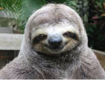 SLOTH CITY