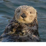 Sea Otters Group Chat