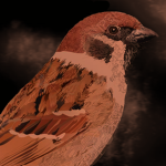 Sparrow's Covenant