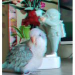Blueberry says hi YT