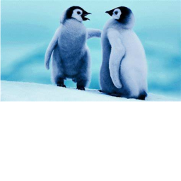 Penguin Kingdom