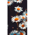 Simply Daisys