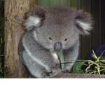 Koala-ty Robux Group ;3