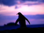 Hey Penguins