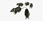 rats epik united