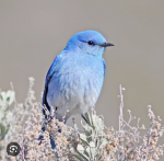 The blue era