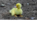 Duck Domino