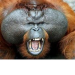 MONKEYS_4LIFE'S GROUP