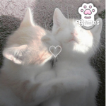 Rbx.kitty