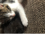 MY$TICA1