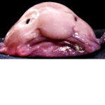The Roblox Blobfish Group