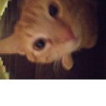 Tinykikicat