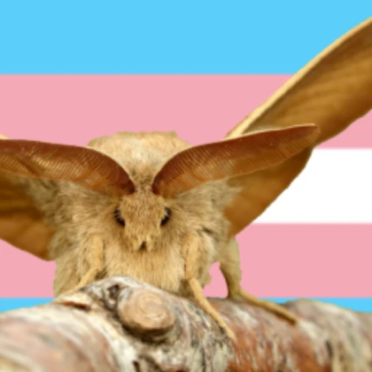 Trans Moth :-)