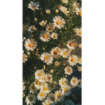 SunnyxFlower fan Group