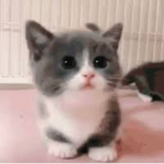 IoveIy