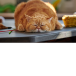 Fat Cats Fart Alot