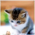 The offical animal ###### group!
