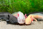 We want axolotls