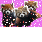 Red panda レッサーパンダがすきです