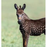 ~....The zebras....~