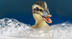 Dawn’s Duckings