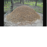 The anthill.