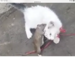 Rats killing cats