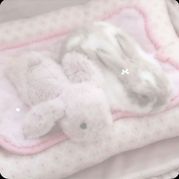 ฅ^•ﻌ•^ฅ 🎀🎐 ྀི ◞ ꩜