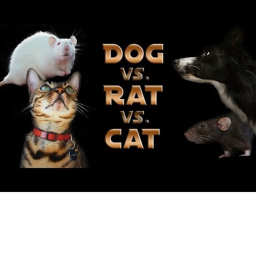 cat vs dog vs rat/mouse new little event