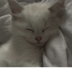 little bts