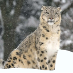Snow Leopard <3
