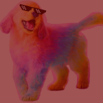rainbow dog group