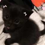 Black Cat's Group Group Thumbnail