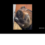 Bugs bunny1