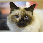 Help the cats!!! they are in danger!