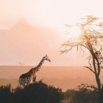 Aesthetically Safari