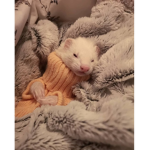 -Ferret Fan Club-