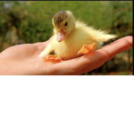 People who LOVE ducks ONLY
