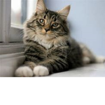 Kitty cat fun!