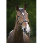 bridle up club