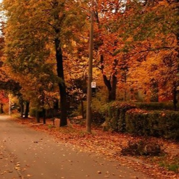 🍂⋆.˚