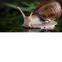 immortal snail