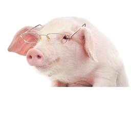 Escape the pigs