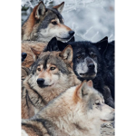 The Wolf Pack of Friends