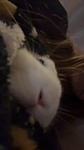 COOKIE MONSTER MY BUNNYYY