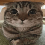 kitty.studios