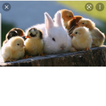 A shop for the animal obsessed people (｡•̀ω-)