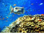 Puffer and Fish!
