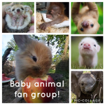 Baby Animal Fan Group!