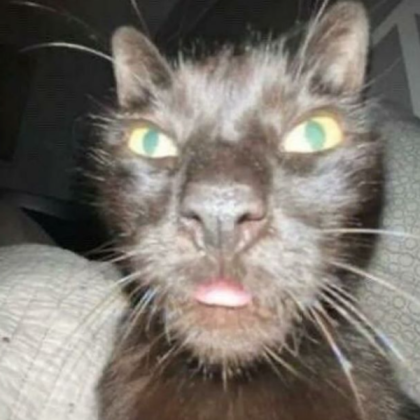 cat Roblox decal